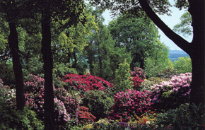 The Dorothy Clive Garden